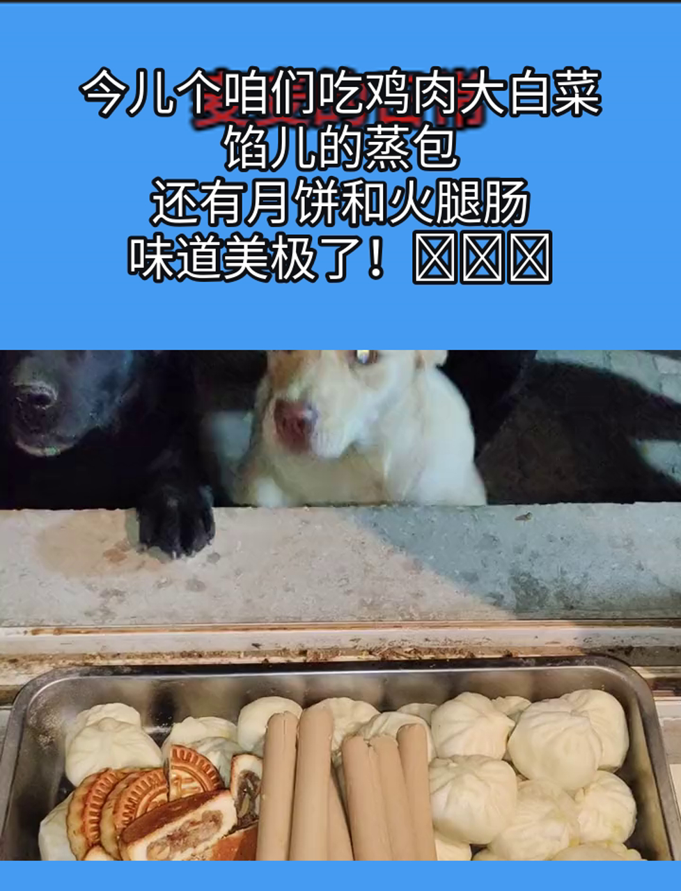 今儿个咱们吃鸡肉大白菜馅儿的蒸包,还有月饼和火腿肠,味道美极了!