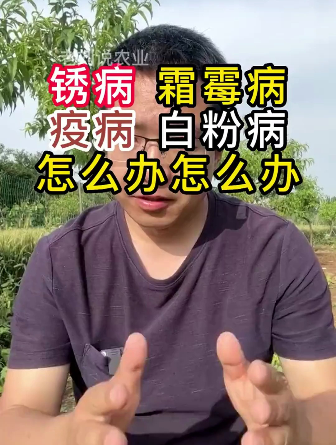 锈病,霜霉病,疫病,白粉病怎么办?