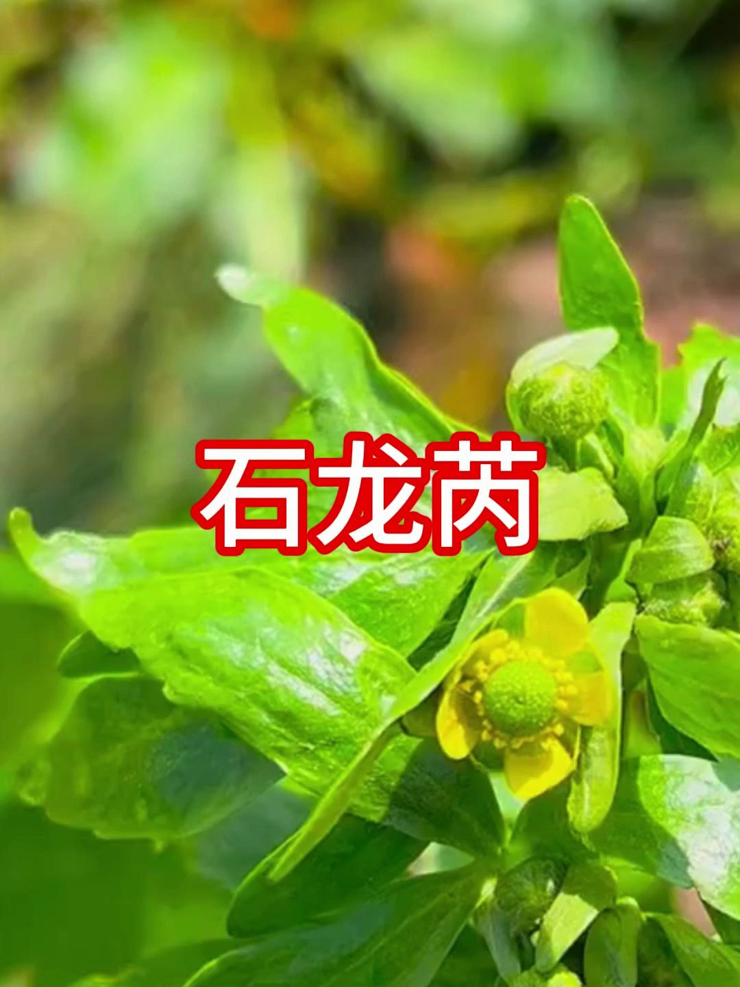石龙芮,未开花时酷似野芹菜,有毒,切不可误食哦!