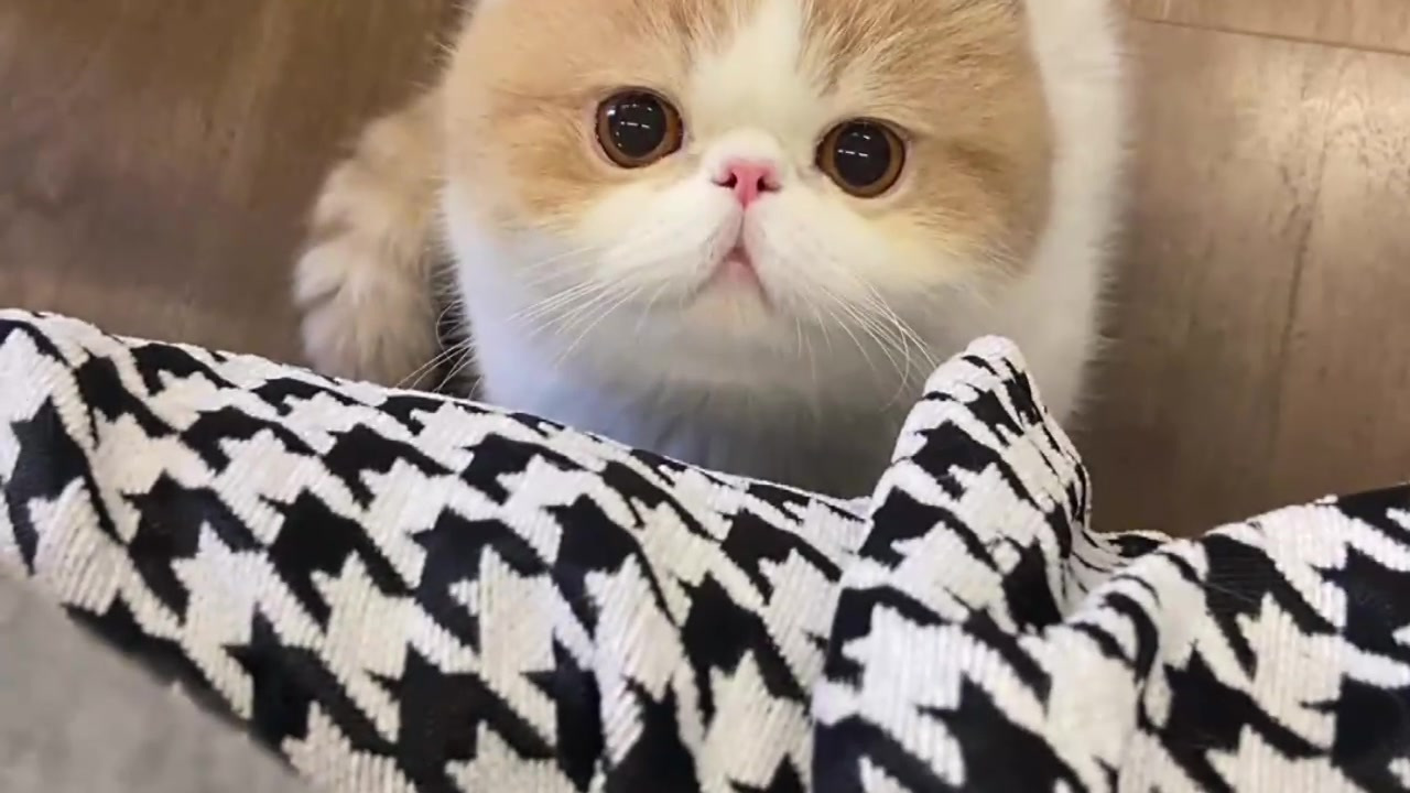 小猫咪,你不会是馋上我的旺仔小馒头了吧?