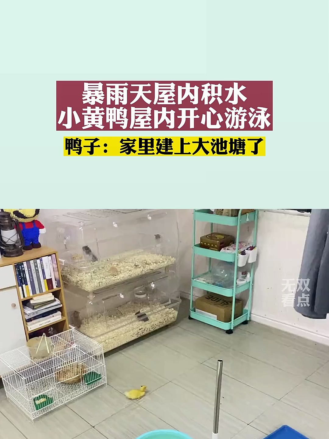 暴雨天屋内积水,小黄鸭屋内开心游泳,鸭子:家里建上大池塘了