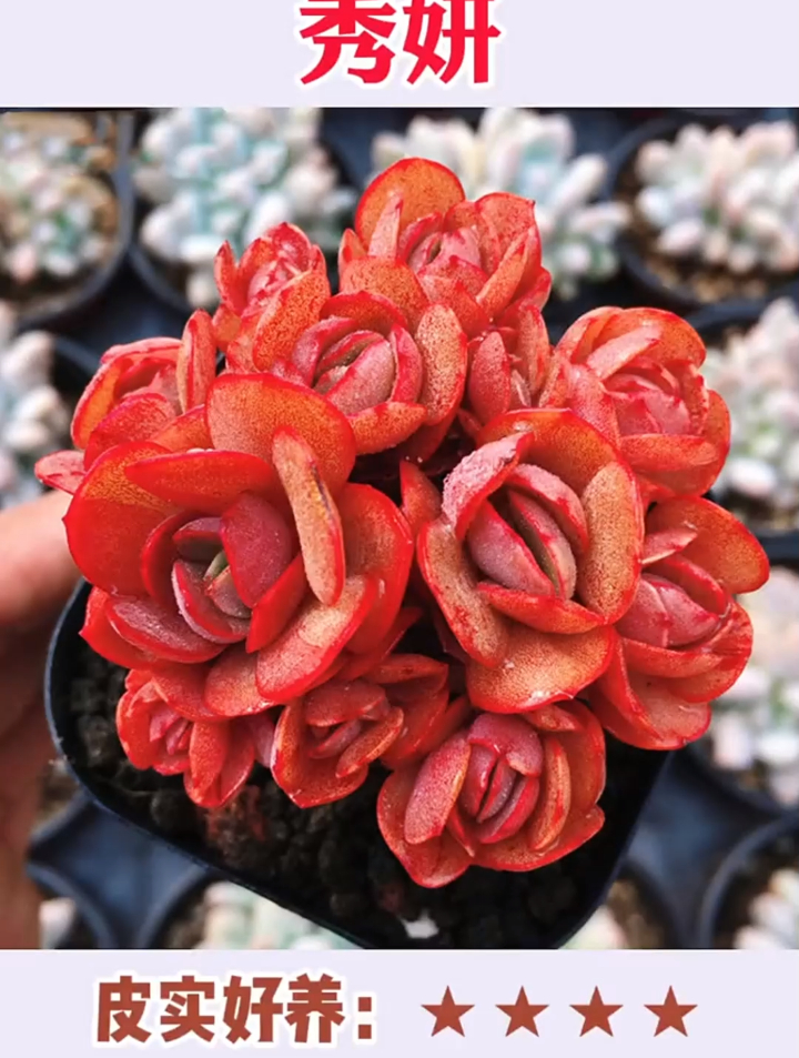 多肉秀妍喜欢吗?今天给大家科普一下,看完了你就知道怎么养护了