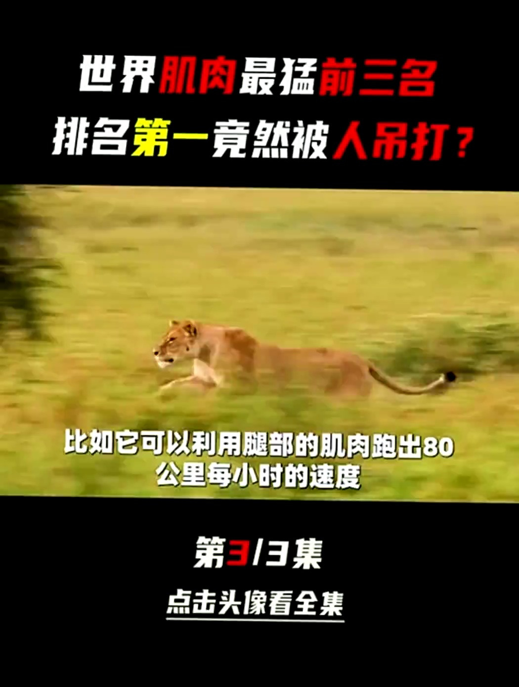 动物界的肌肉扛把子,排名第一却被人类制服,是真实的吗