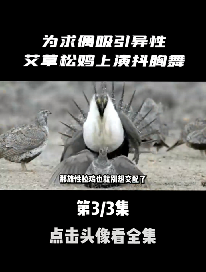 动物界最屌的舞蹈,为求偶吸引异性,雄性艾草松鸡上演抖胸舞 03