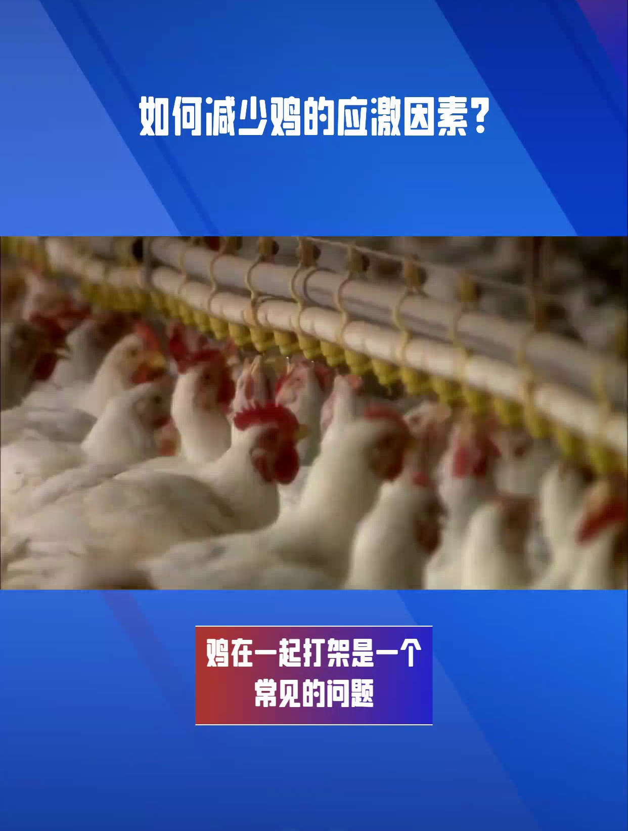 鸡群打架怎么办,原因分析与解决策略,让你轻松化解鸡群纷争!