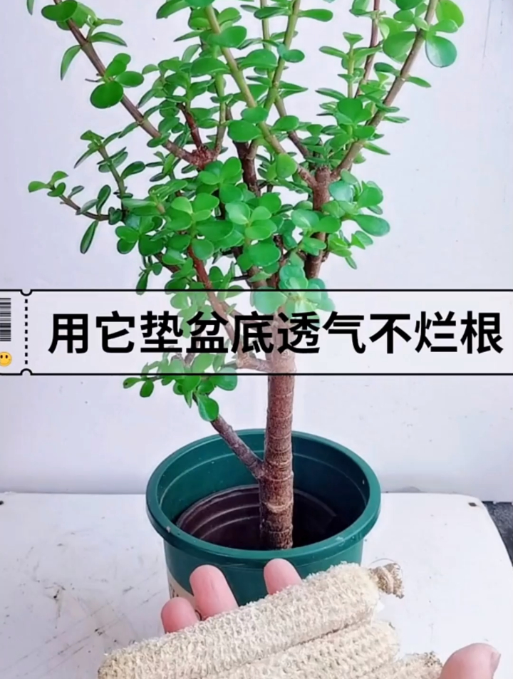 玉米芯用来养花,垫在花盆底部,可以解决花卉积水烂根的情况发生