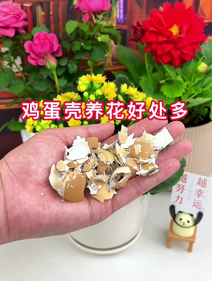 养花小技巧:鸡蛋壳养花的好处!