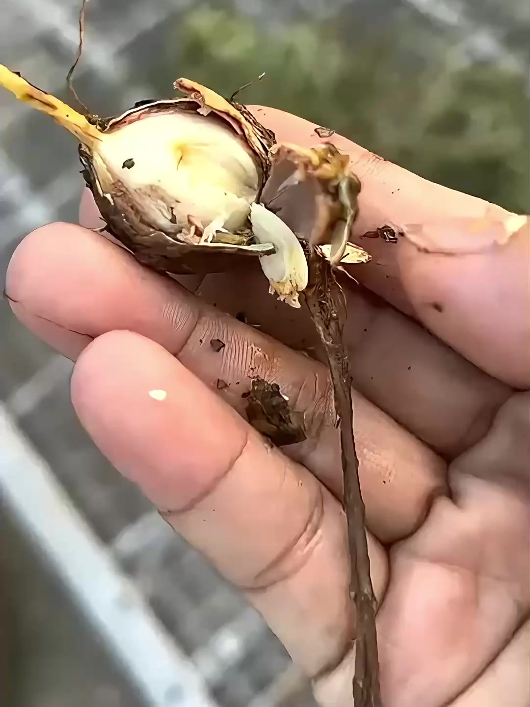 你吃过鸡头薯吗?