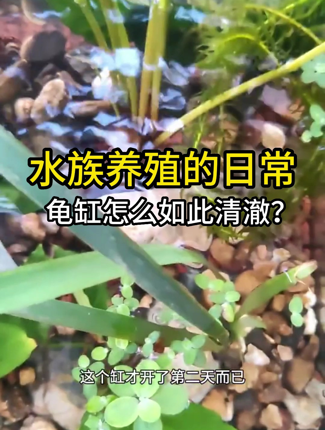 龟缸为何如此清澈?难道是乌龟不拉屎!