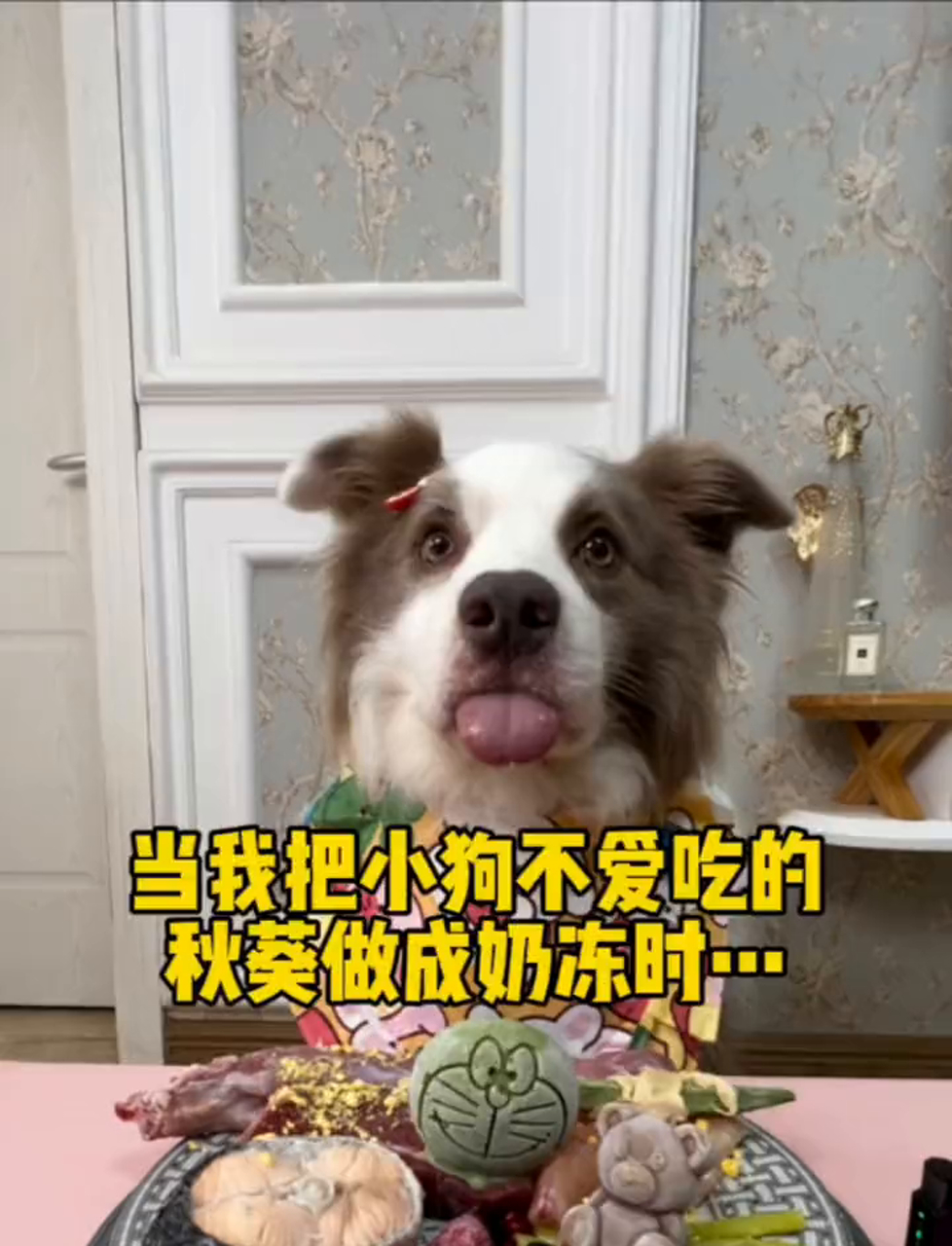 把狗狗不碰的秋葵变奶冻,它居然爱吃了!