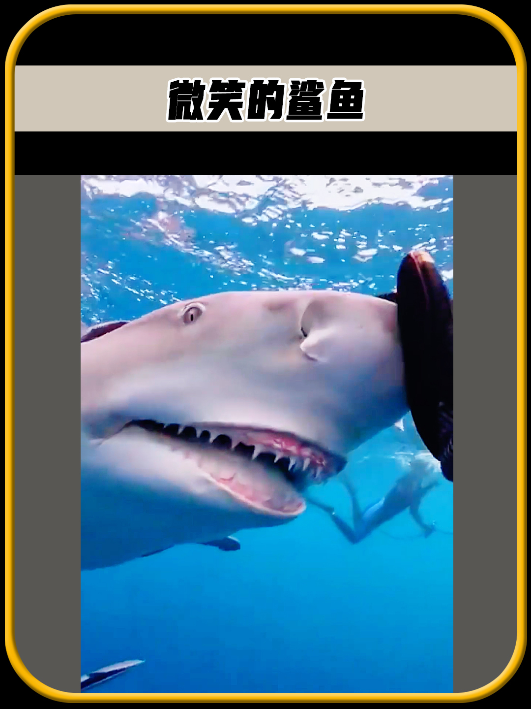 你有没有见过,会微笑的鲨鱼,真的太可爱了