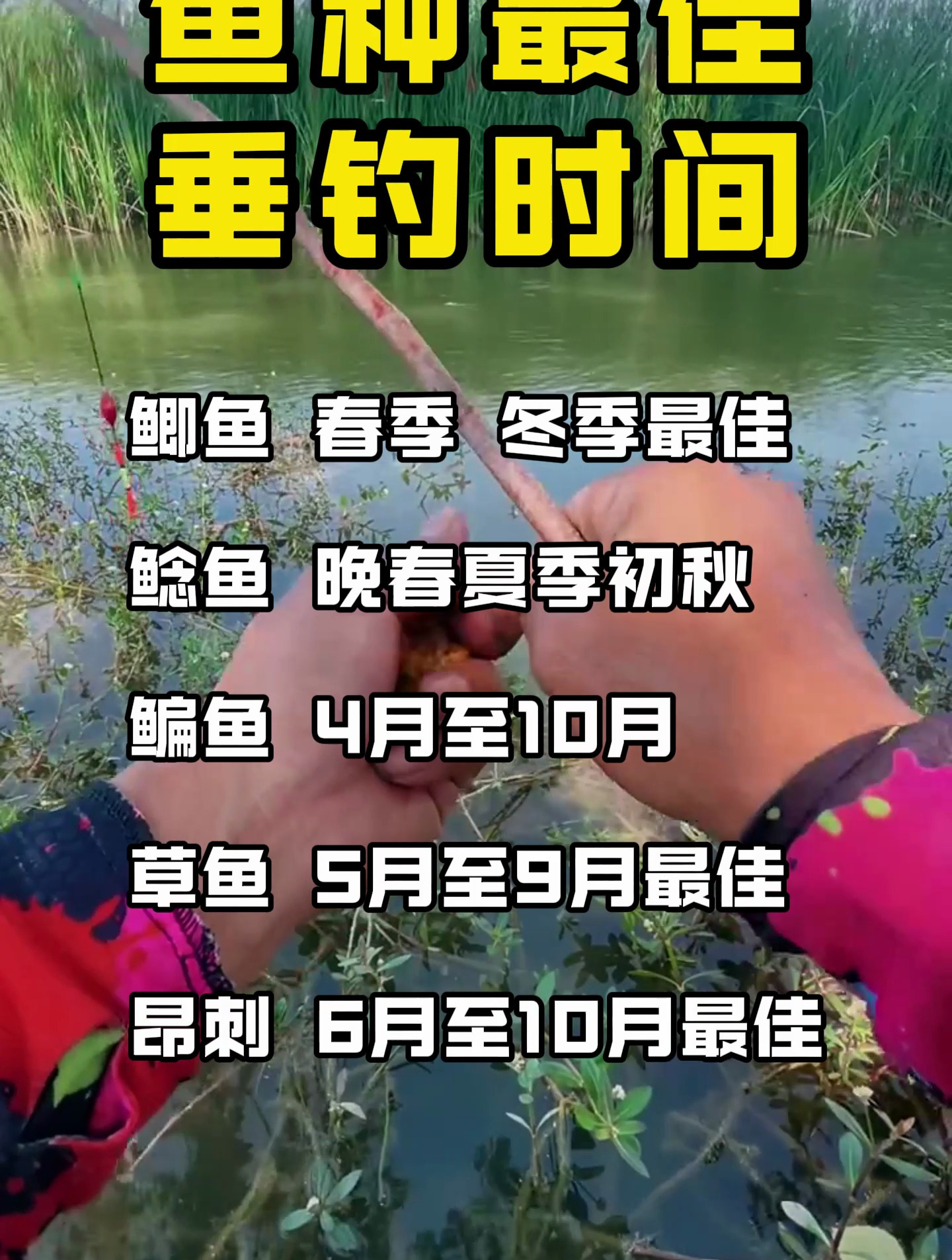 各种鱼儿的最佳垂钓时间,掌握好时机去钓鱼,鱼获不会少!