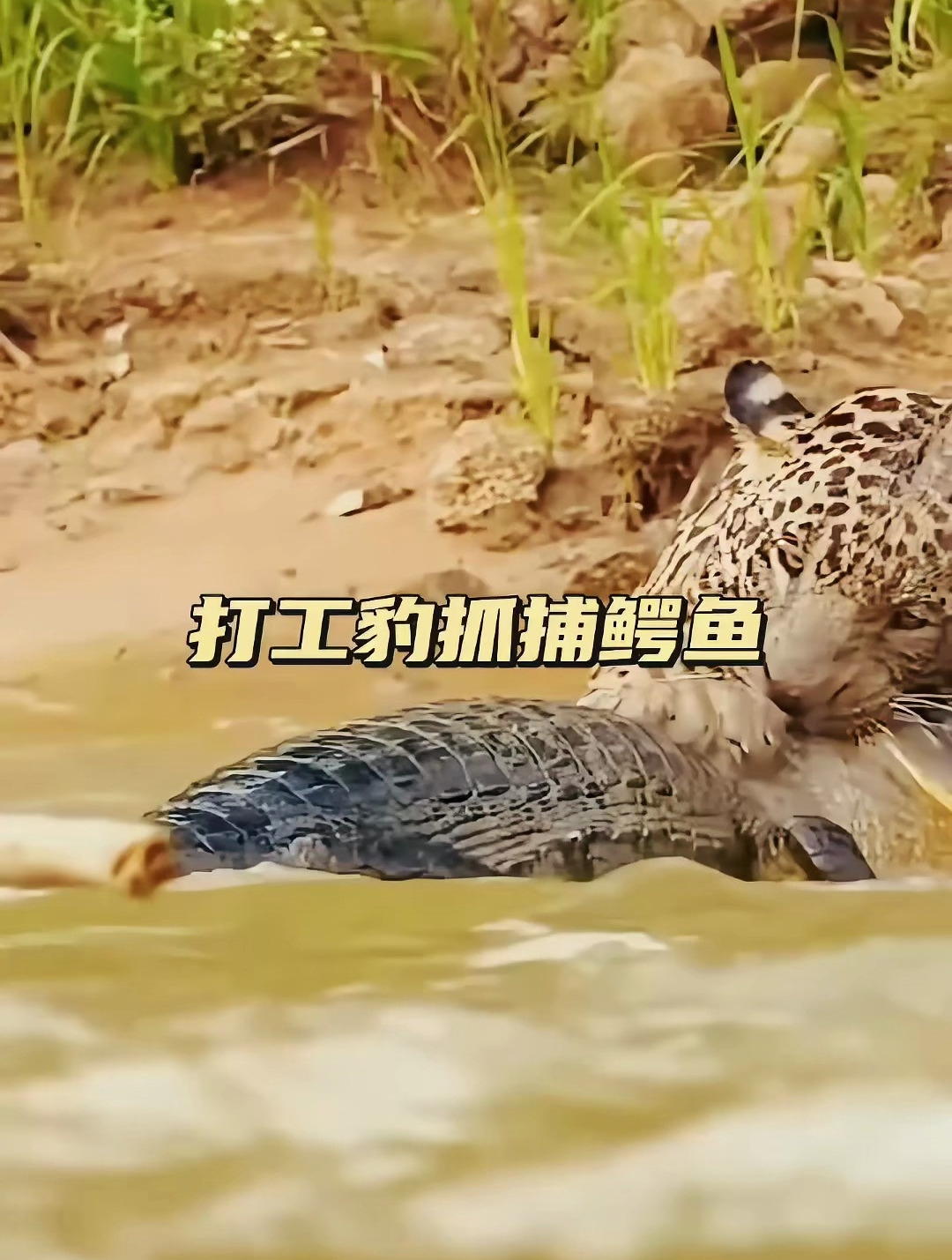 花豹一个飞扑,将鳄鱼按在水里一顿胖揍,鳄鱼吃痛开始疯狂反击