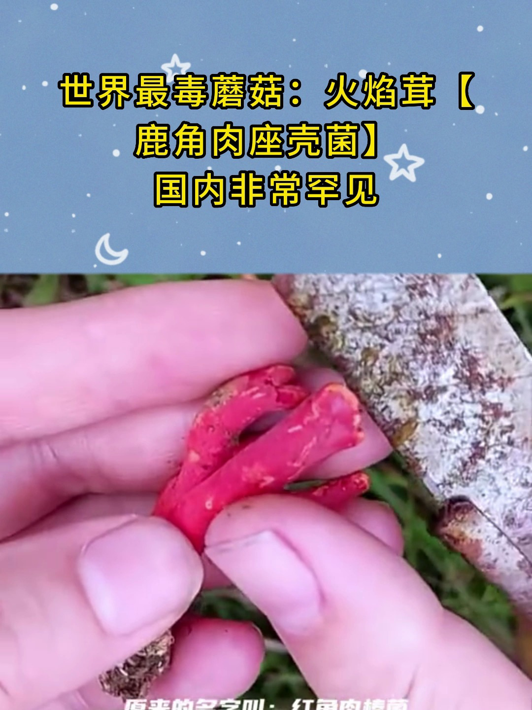 世界最毒蘑菇:火焰茸「鹿角肉座壳菌」,国内非常罕见