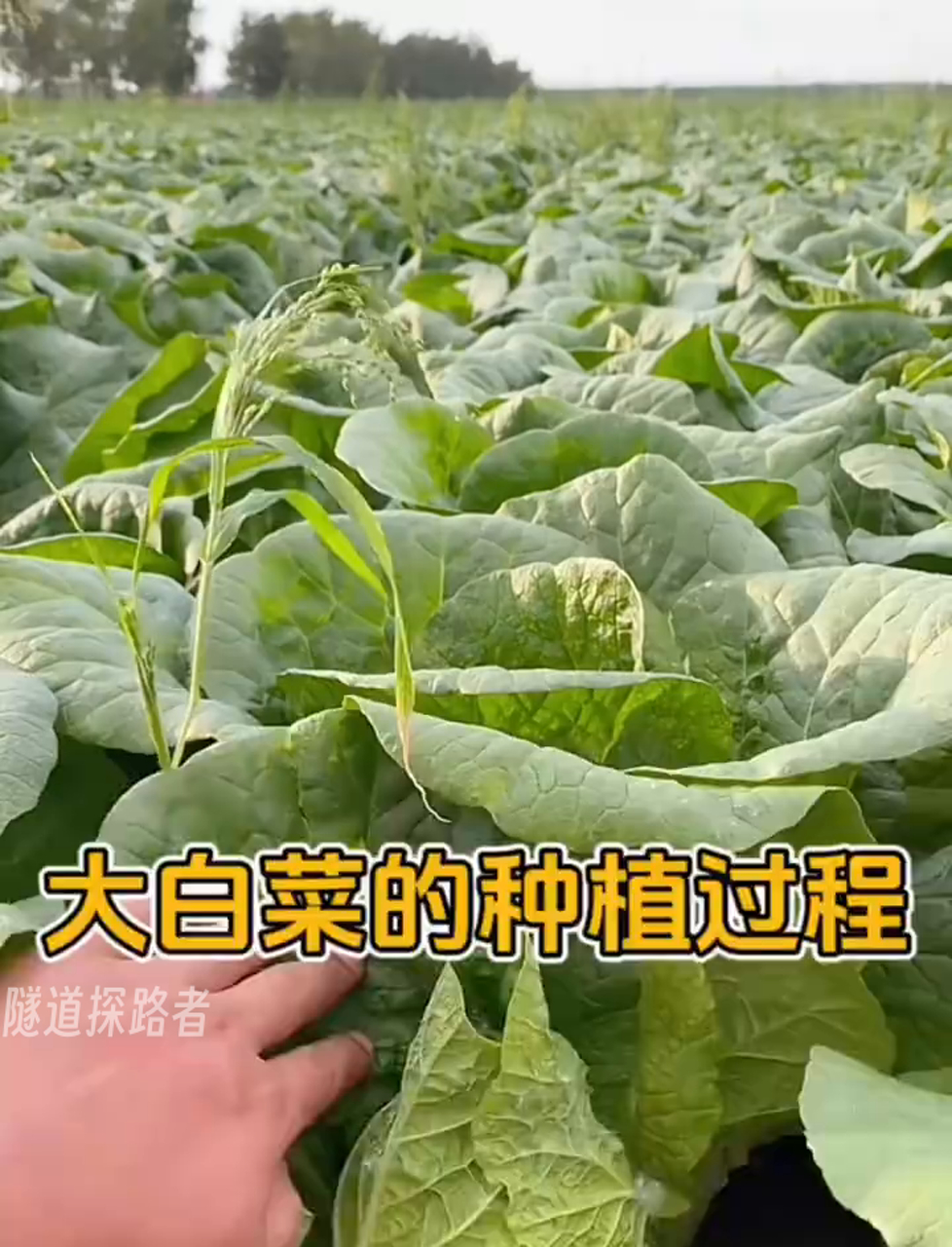 种大白菜时,没想到长出了小娃娃菜!