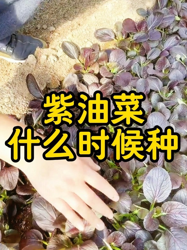 紫油菜种植时间,你知道吗?