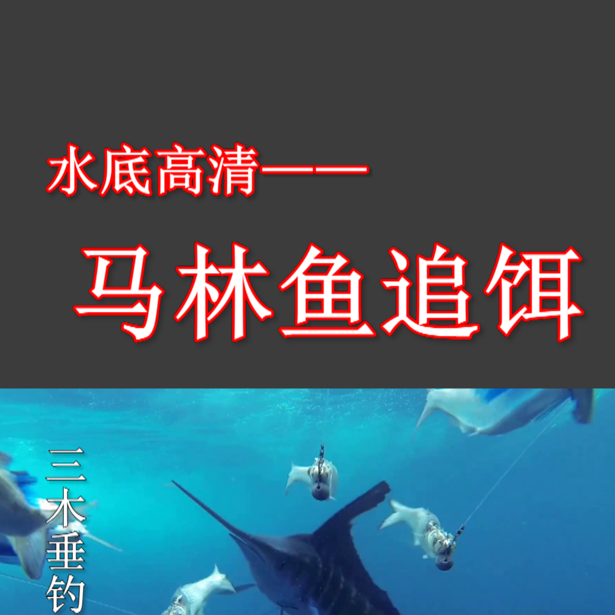水底高清摄影——马林鱼追饵! 水底高清摄影——马林鱼追饵! #dia
