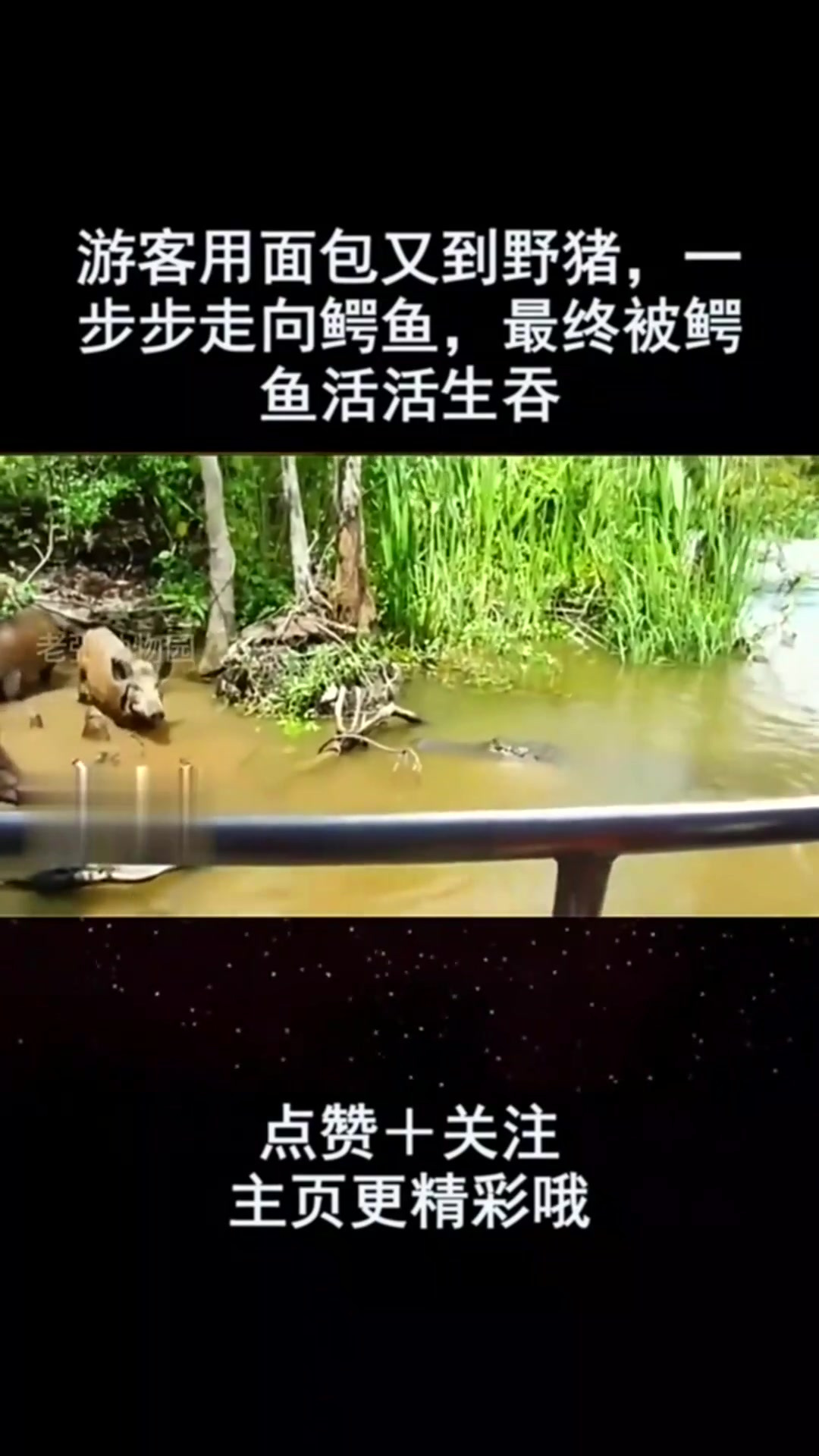 游客用面包又到野猪,一步步走向鳄鱼,最终被鳄鱼活活生吞