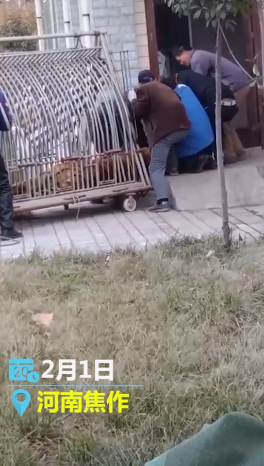 伤者亲属回应动物园老虎咬人:麻醉药量小了,园方在配合治疗③