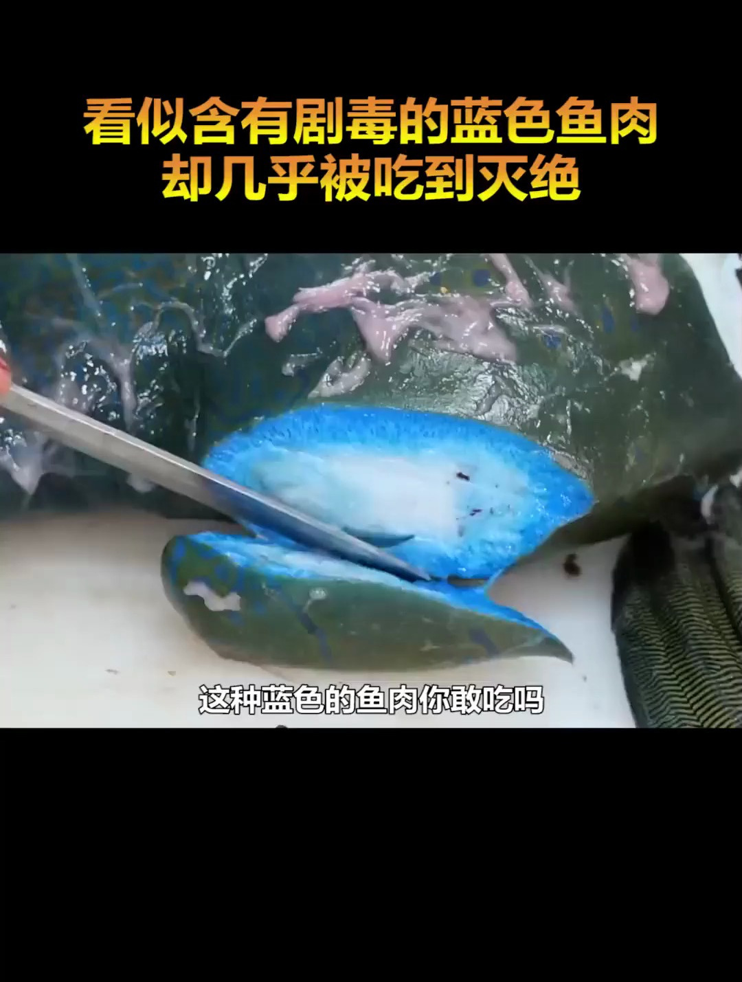 这种蓝色的鱼肉你敢吃吗?科普 海洋生物 保护生态环境