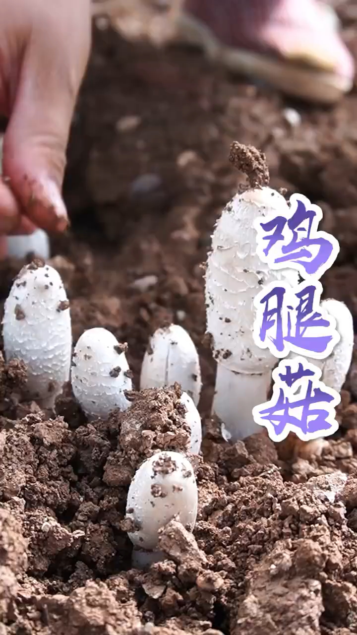 出去吃个饭,没想到地里长了这么多鸡腿菇