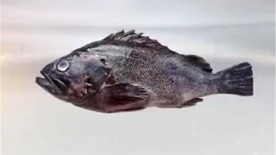 黑鲪鱼生长快适应性好,肉质鲜嫩软硬适口,经济价值高很受人欢迎
