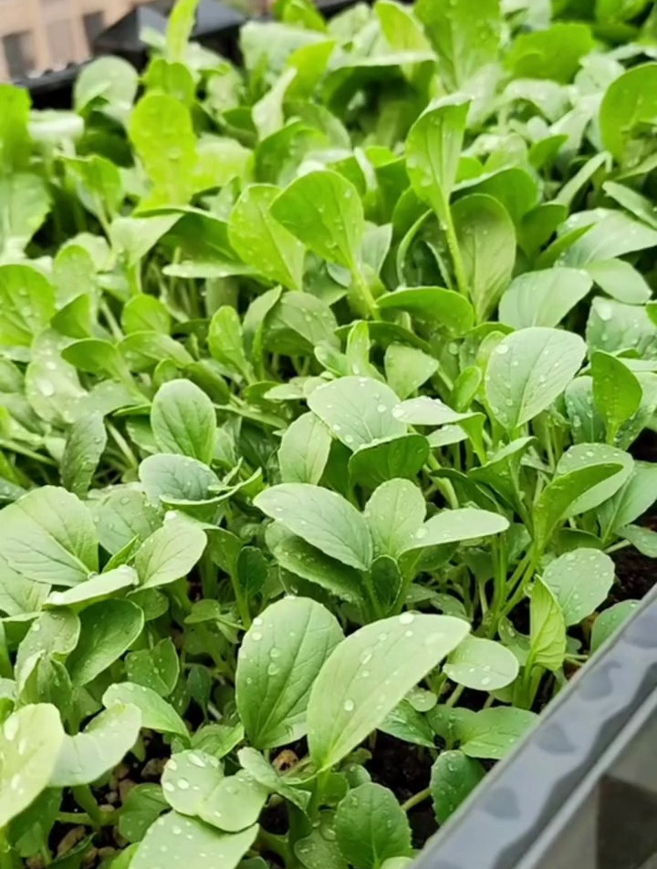 炒菜比肉香,一年四季都能种植的鸡毛菜,生长速度快,不愁没菜吃