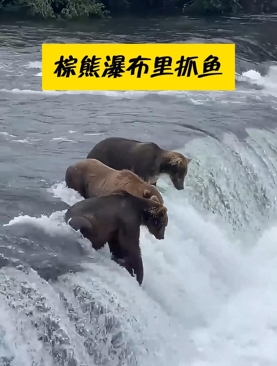 三只棕熊站在瀑布里,等待鲑鱼自己送到嘴里