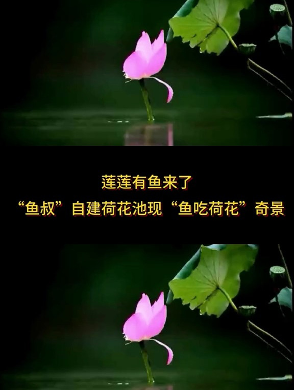 “鱼叔”自建荷花池现“鱼吃荷花”奇景