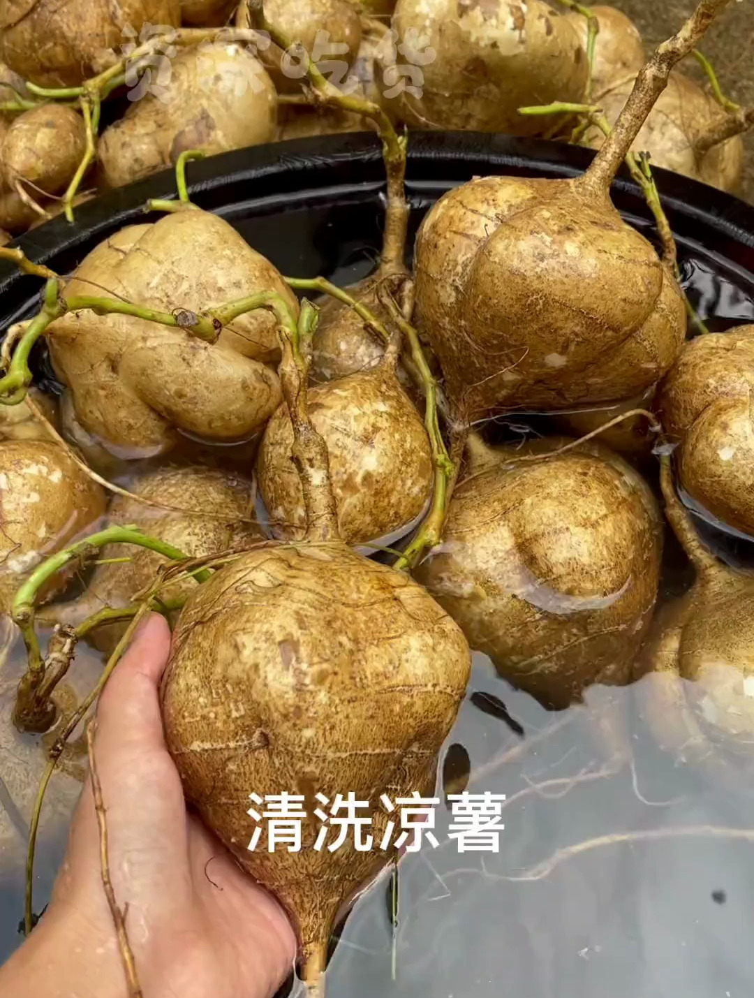 做个桂花水晶糕 软糯Q弹 营养美味