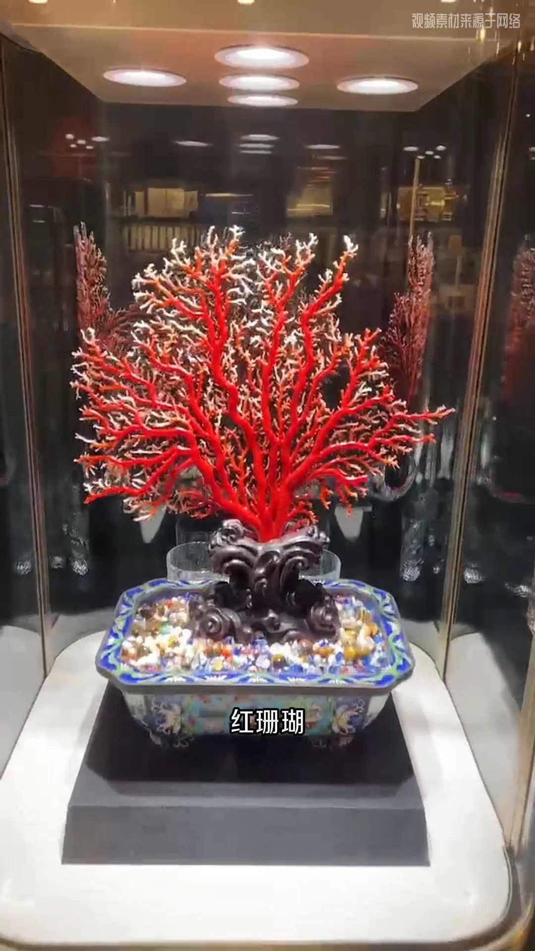 红珊瑚为什么能成为顶级炫富神器?