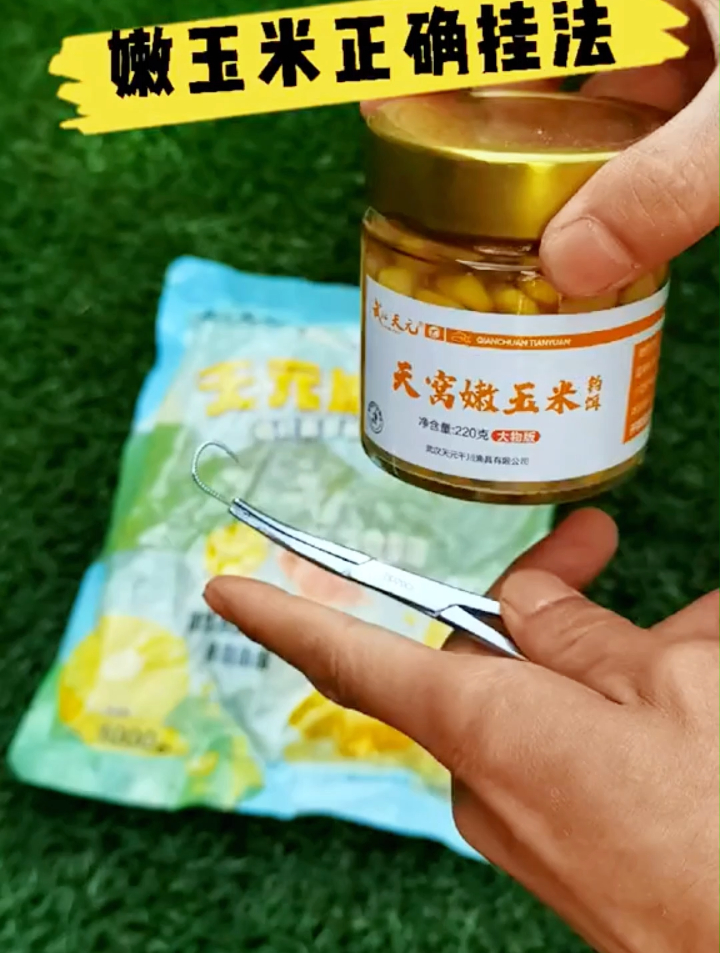 钓草鱼鲢鳙用嫩玉米做饵最好,赶紧学会这个挂嫩玉米的正确方法吧