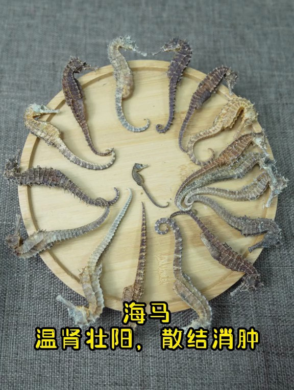 中药科普——海马