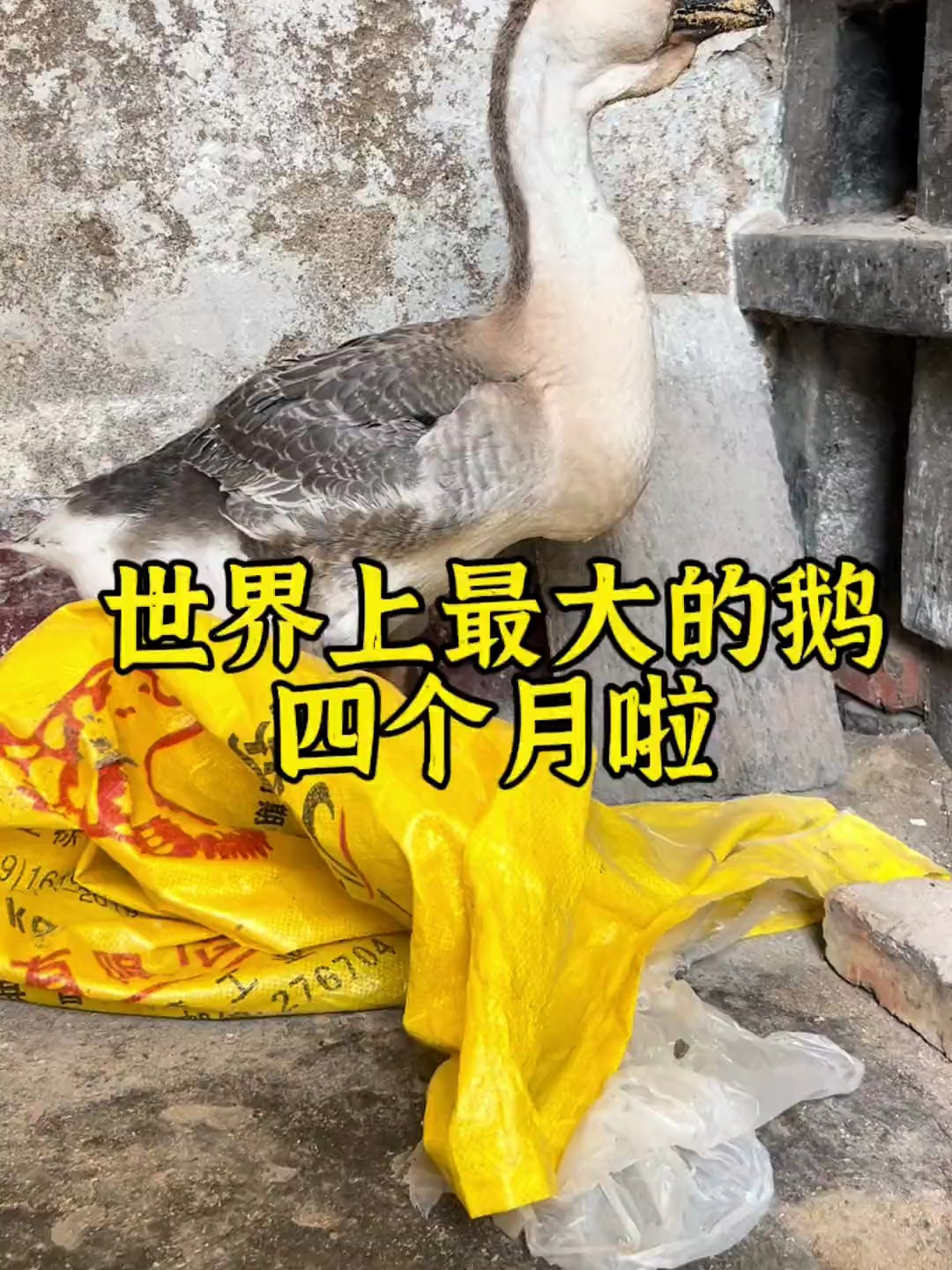 世界上最大的鹅长大后是什么样的呢?