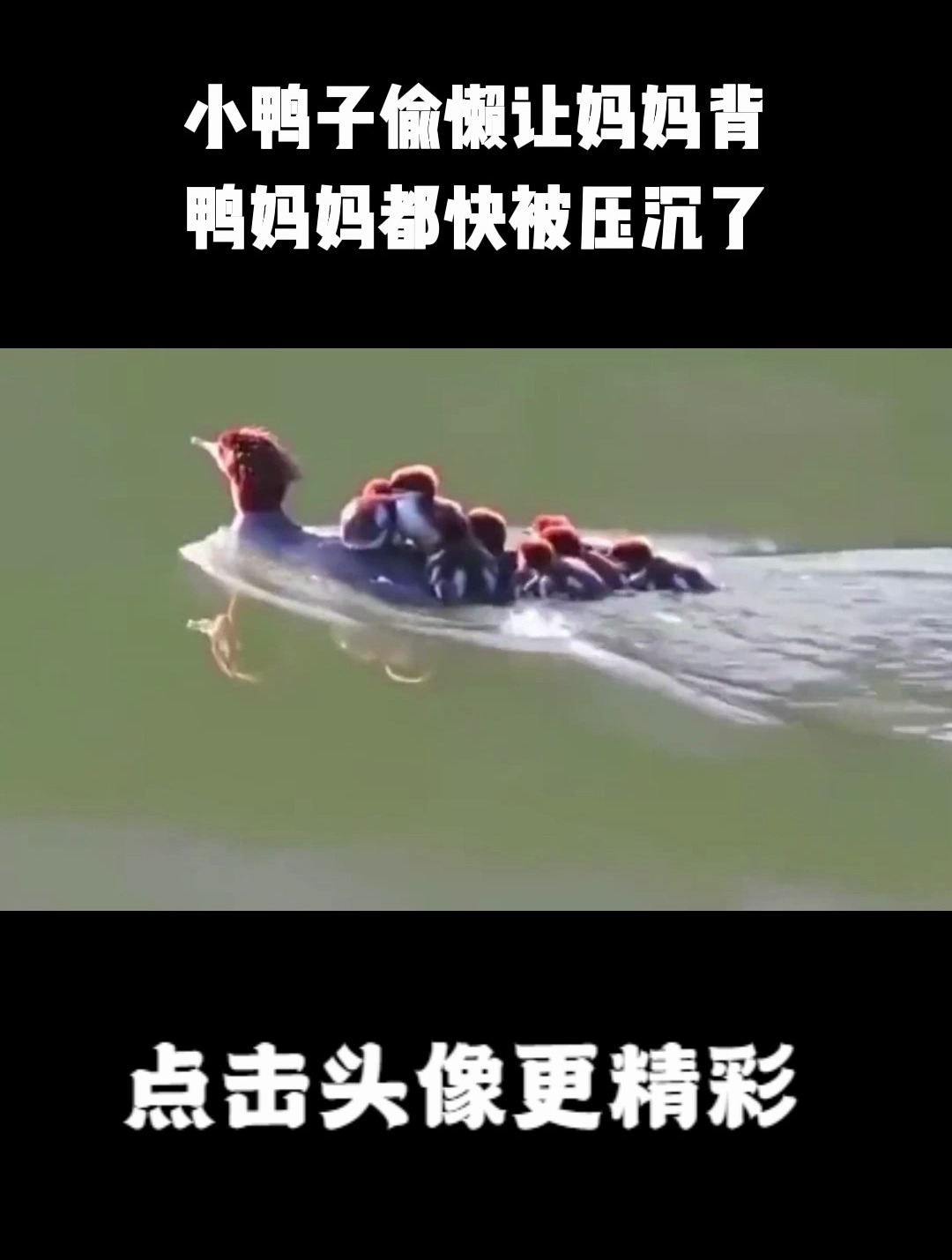 小鸭子偷懒让妈妈背,鸭妈妈都快被压沉了,最后一幕让人笑出了声