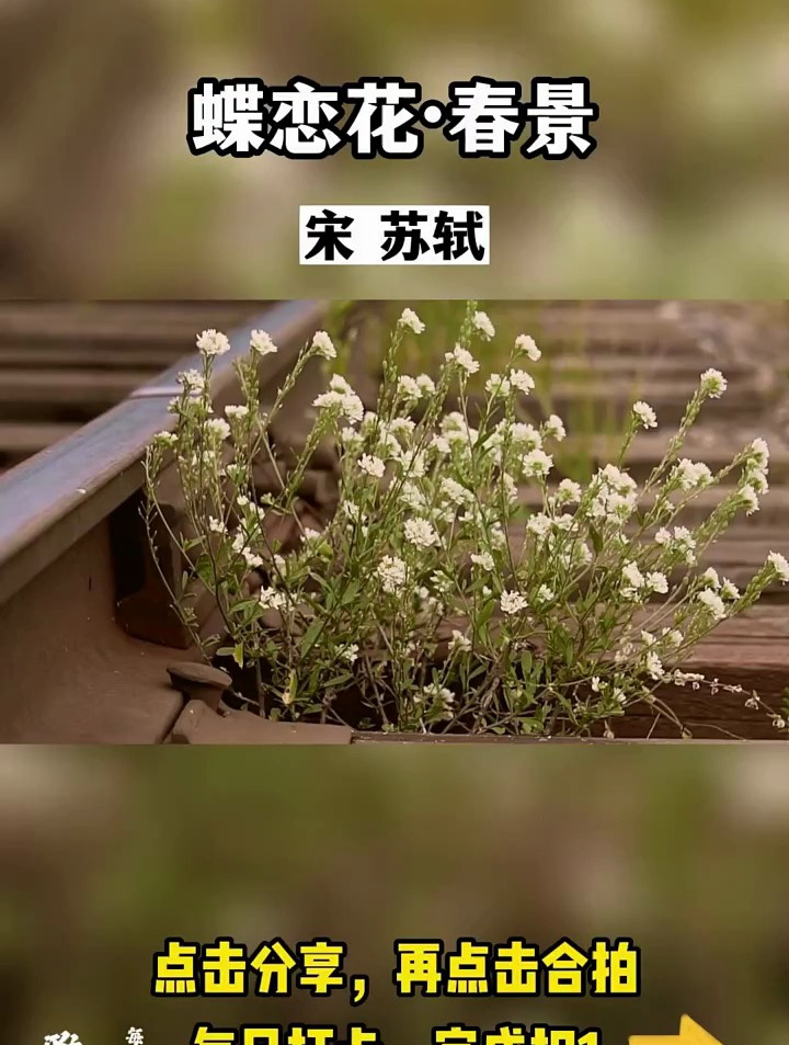 《蝶恋花·春景》宋·苏轼