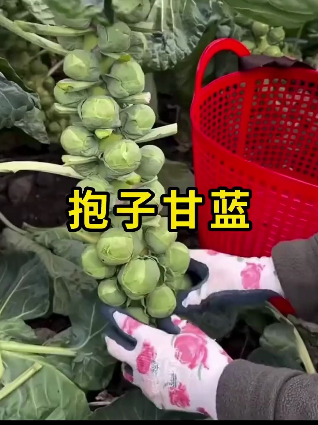 抱子甘蓝,一种高档蔬菜品种!