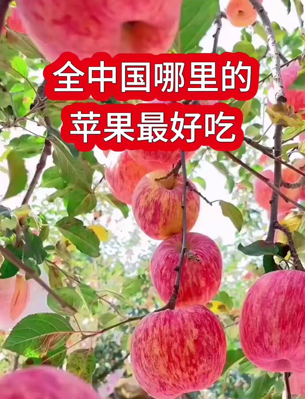 全中国哪里的苹果最好吃?吃过的都懂