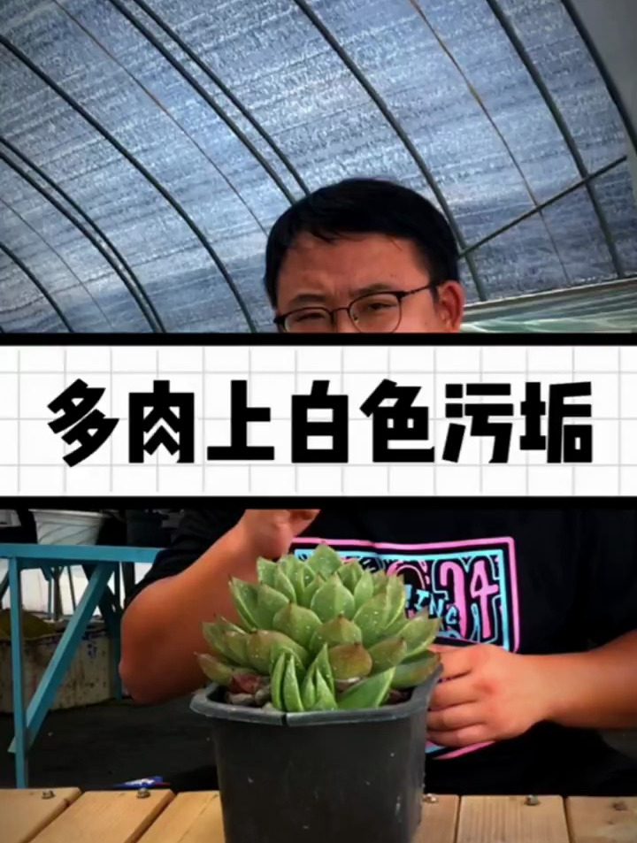 多肉上的白色污垢是什么?