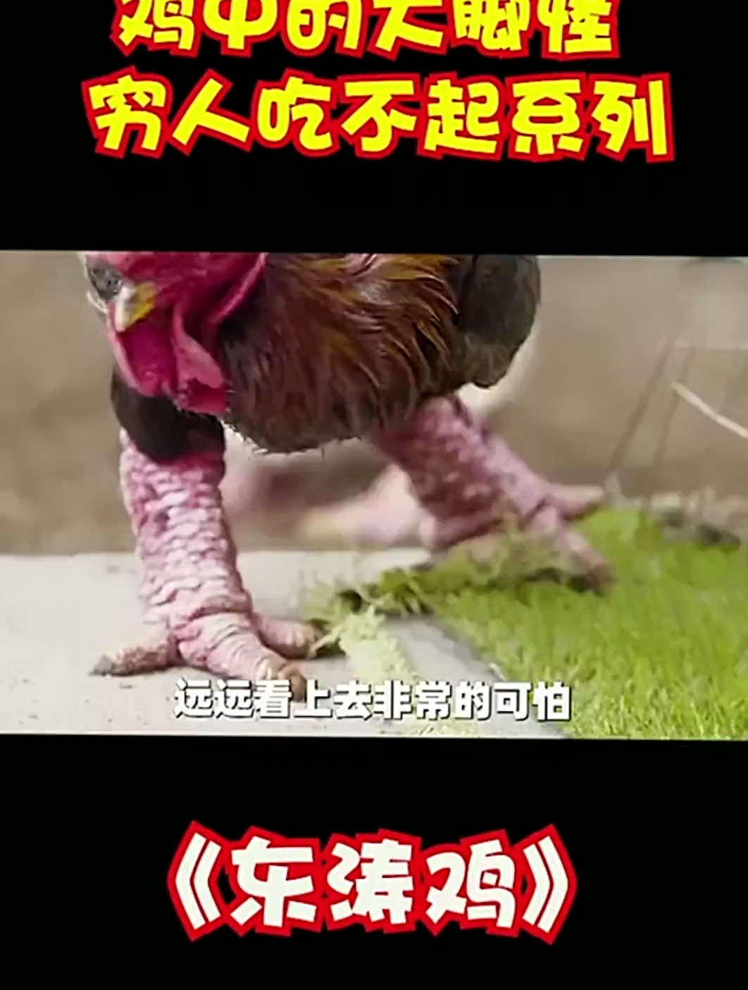 东涛鸡作为鸡中大脚怪,一对鸡爪能卖出天价,一般人吃不起