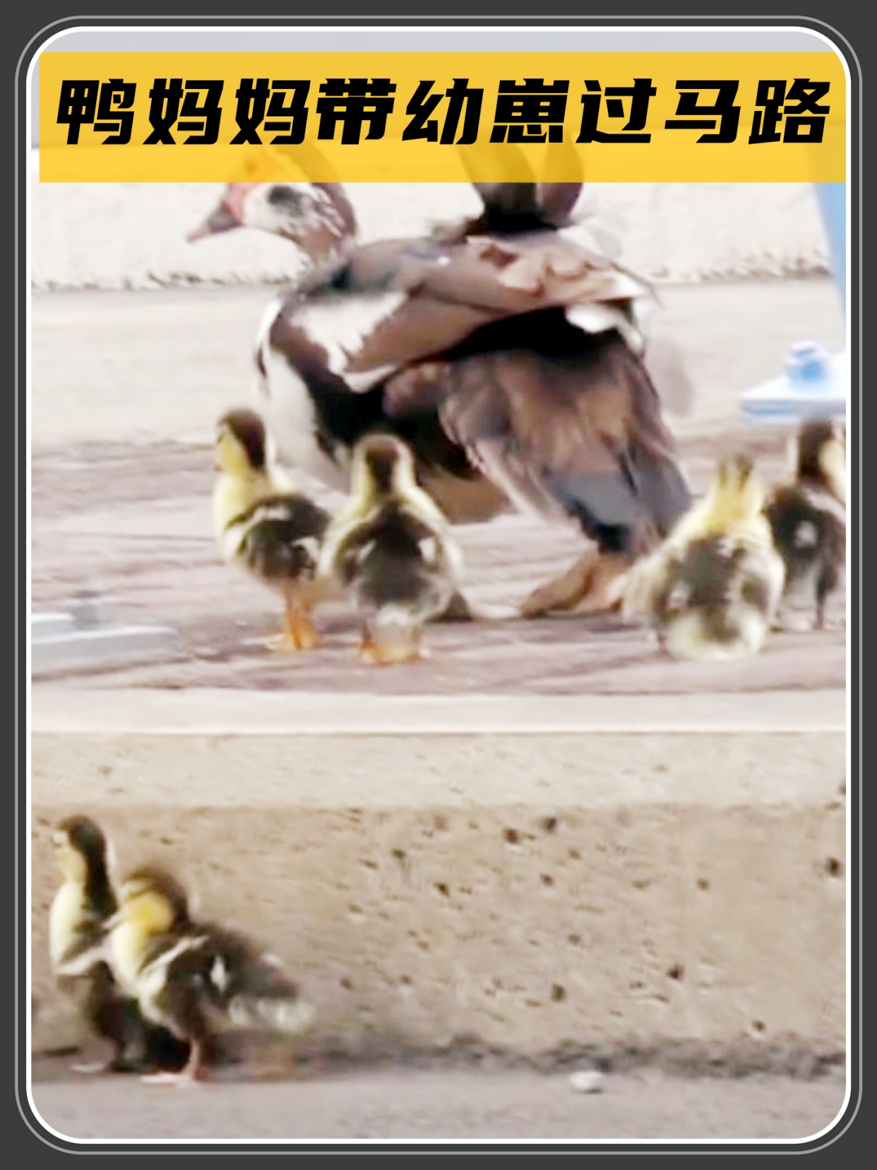 鸭子妈妈带幼崽过马路,孩子掉队全然不知