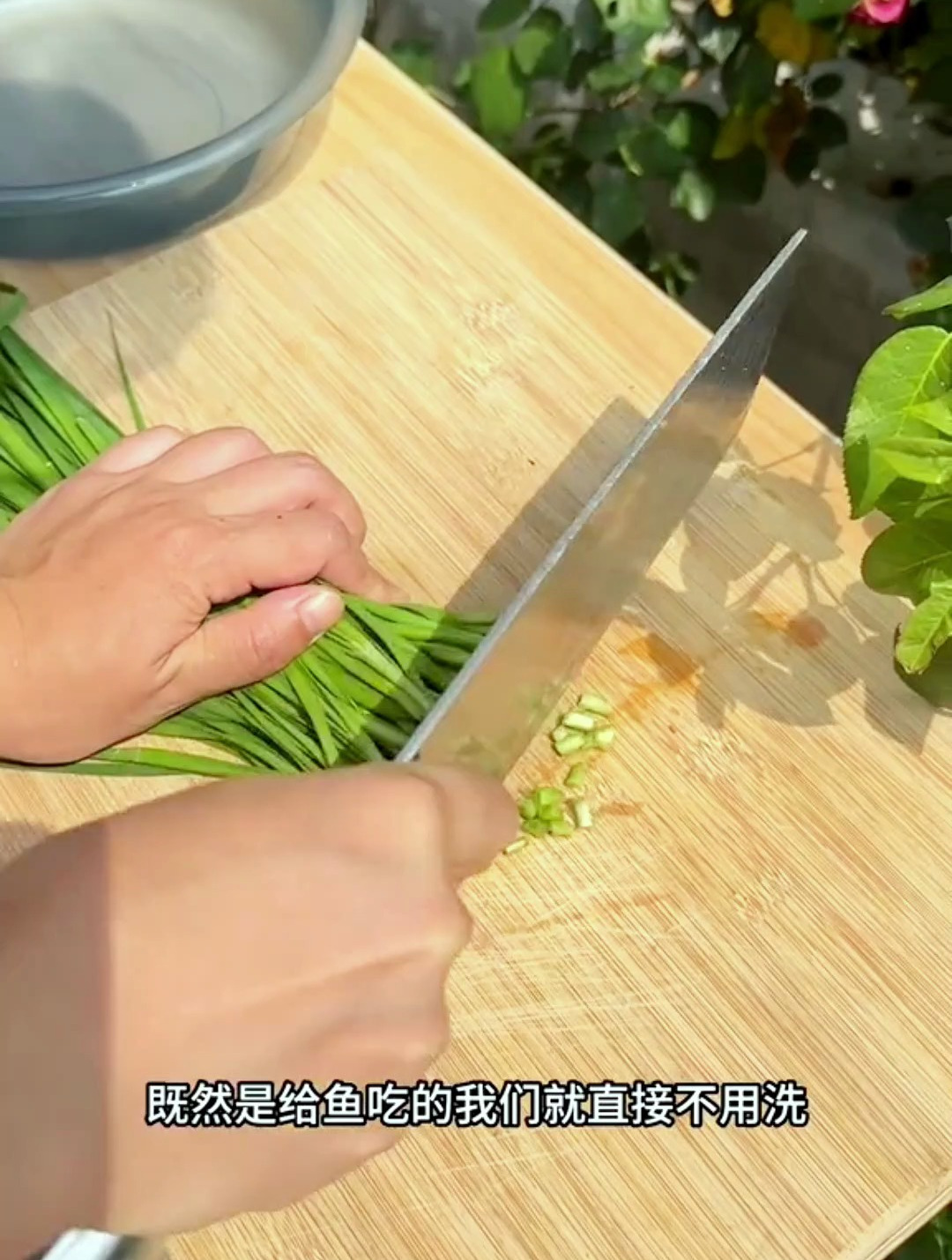草鱼喜欢吃韭菜吗?今天这款韭菜饵料不管黑坑水库都很好用