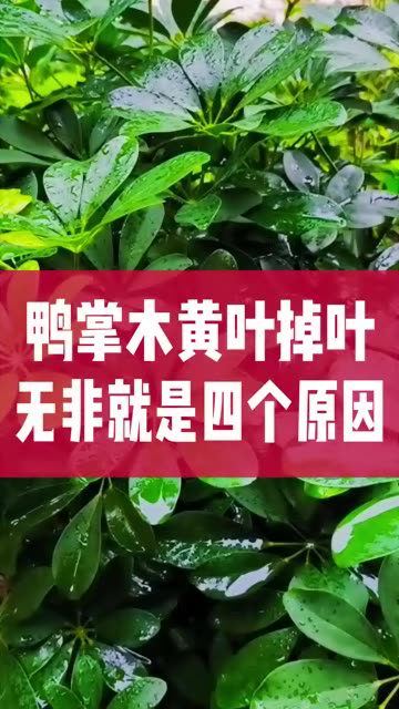 鸭掌木黄叶掉叶,无非就是四个原因