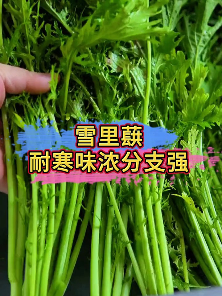 小院种点雪里蕻,吃不完还能晒成梅干菜
