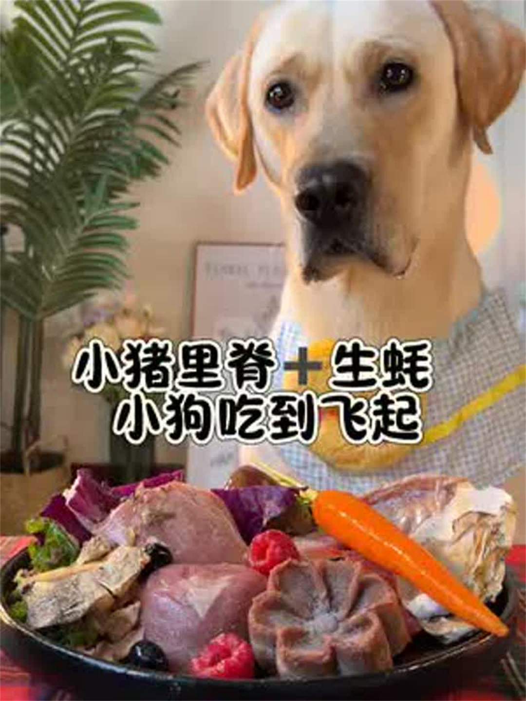 嫩嫩小猪里脊和生蚝太香啦 小狗一口一个!