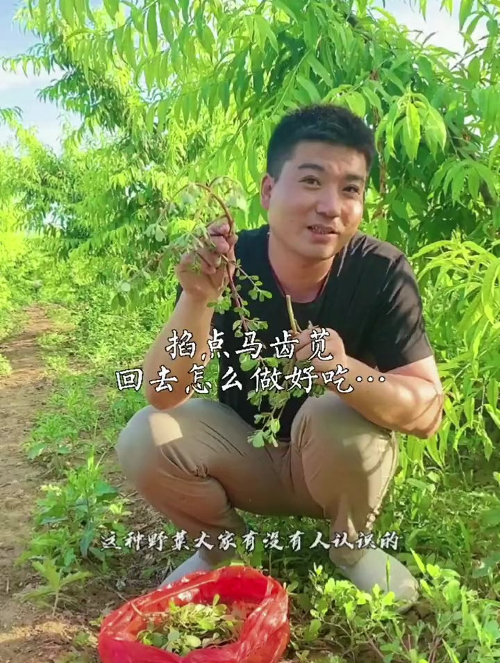 野菜马齿苋,大家见过吗怎么做更好吃呢