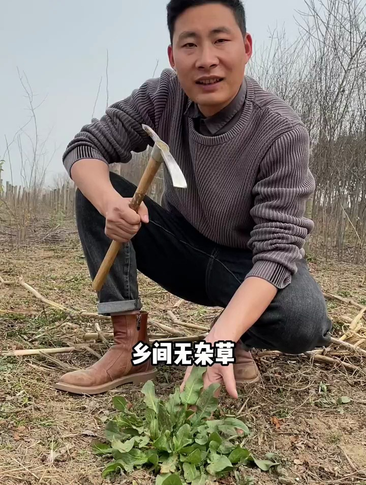 土大黄又叫野菠菜,还有的人叫它羊蹄叶子,牛舌菜