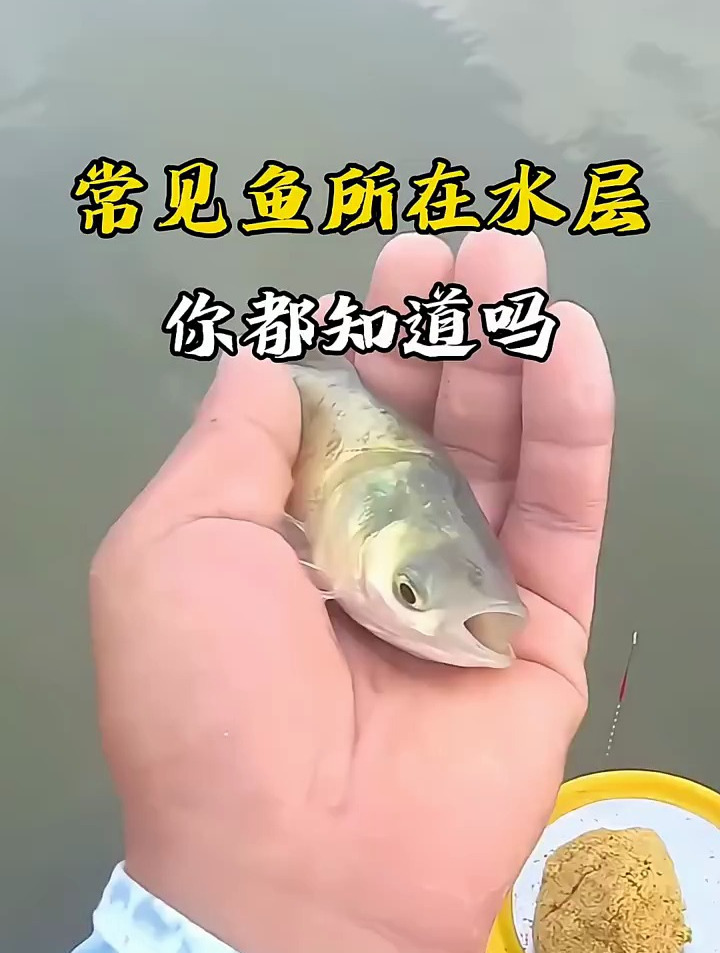 常见鱼在的水层!别说我没告诉你,钓鱼就知道鱼都躲在哪里了!