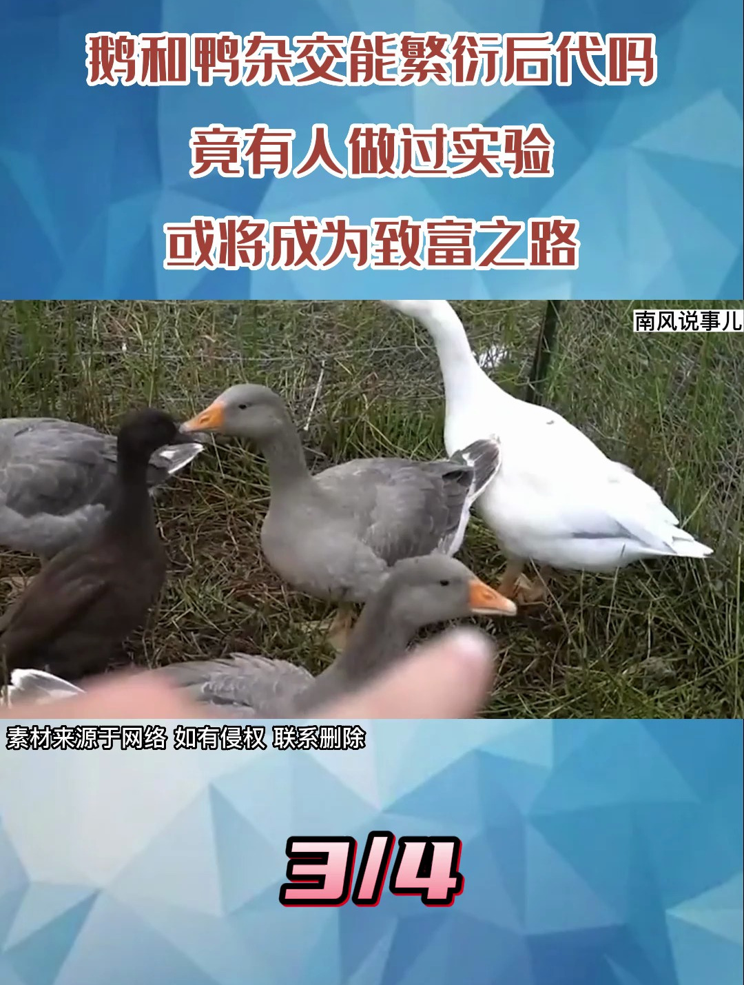 鹅鸭杂交能繁衍后代吗?竟然有人做过实验,或将成为致富之路