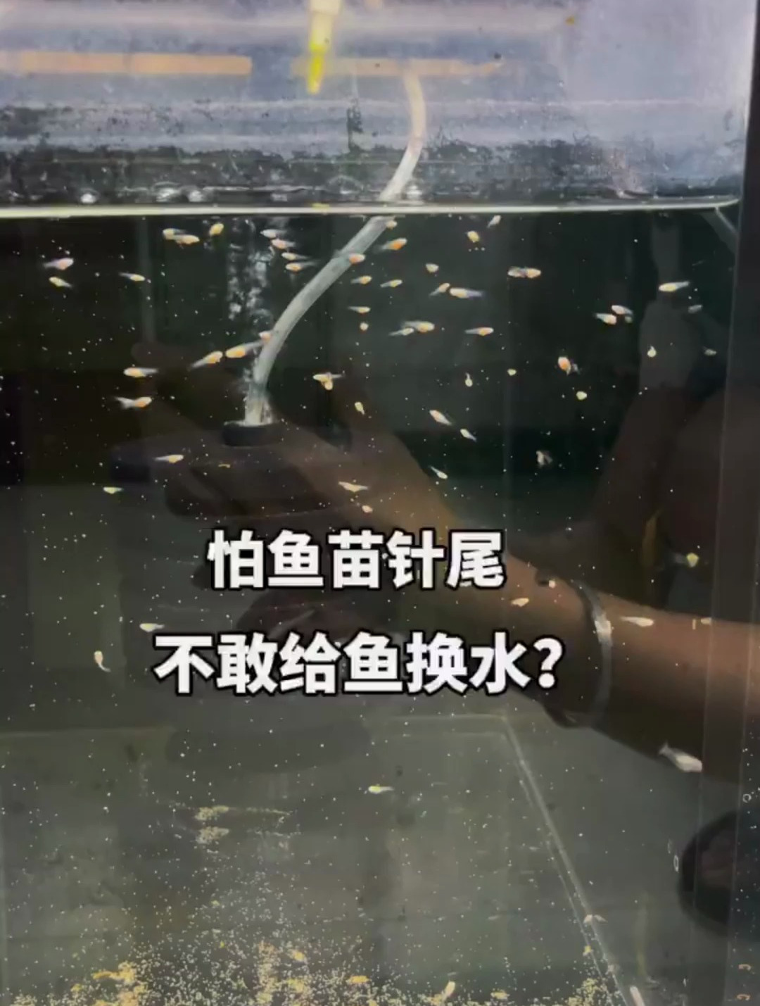 怕鱼苗针尾不敢换水?其实是因为这个原因!